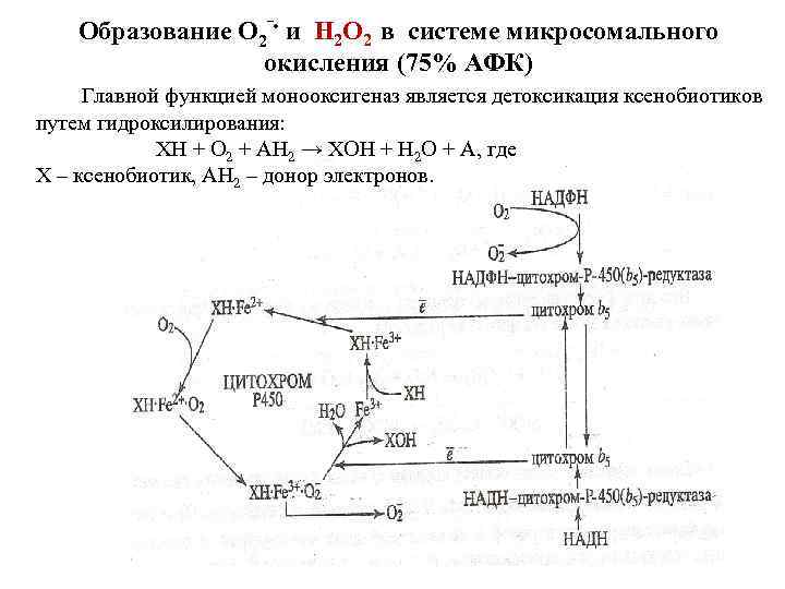 Образование О 2‾ • и Н 2 О 2 в системе микросомального окисления (75%