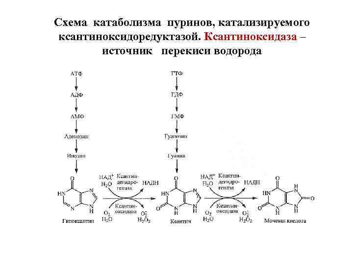 Схема катаболизма пуринов, катализируемого ксантиноксидоредуктазой. Ксантиноксидаза – источник перекиси водорода 