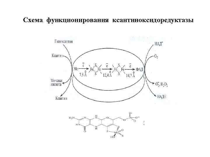 Схема функционирования ксантиноксидоредуктазы 