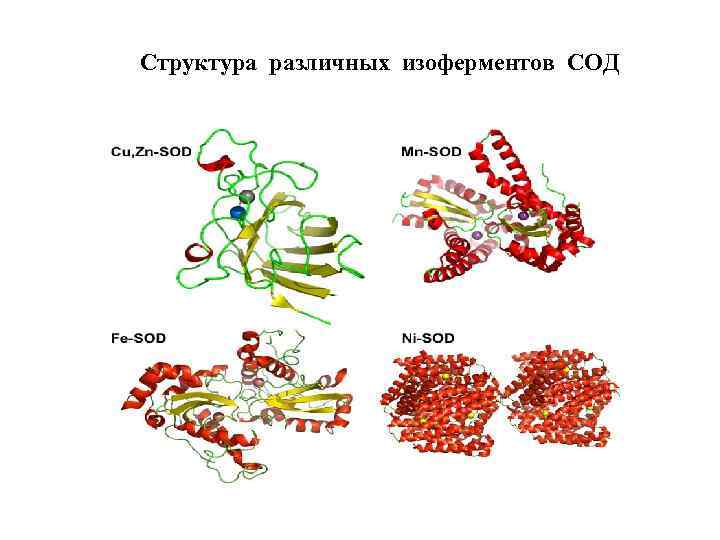 Структура различных изоферментов СОД 