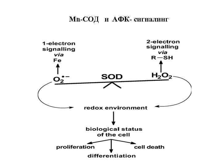 Mn-СОД и АФК- сигналинг 