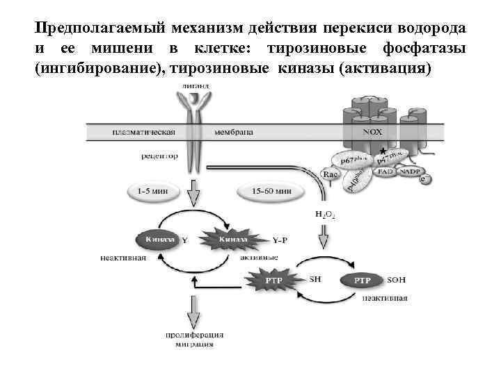 Предполагаемый механизм действия перекиси водорода и ее мишени в клетке: тирозиновые фосфатазы (ингибирование), тирозиновые