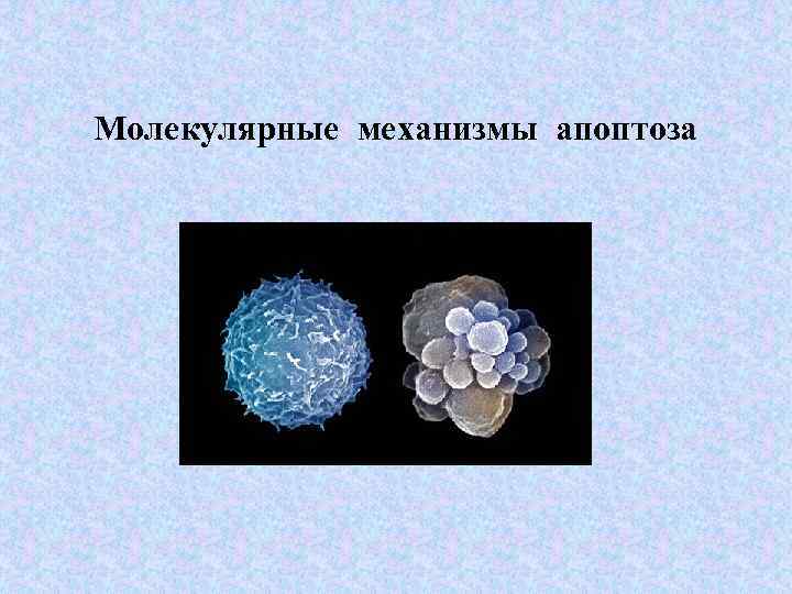 Молекулярные механизмы апоптоза 