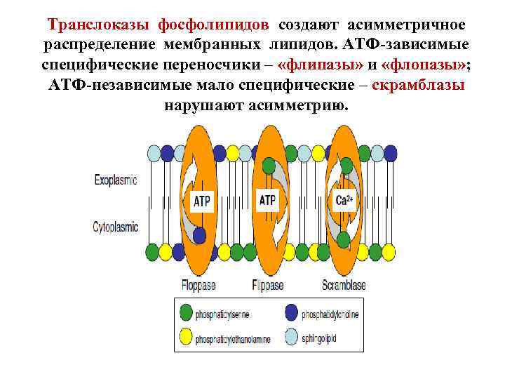Транслоказы фосфолипидов создают асимметричное распределение мембранных липидов. АТФ-зависимые специфические переносчики – «флипазы» и «флопазы»