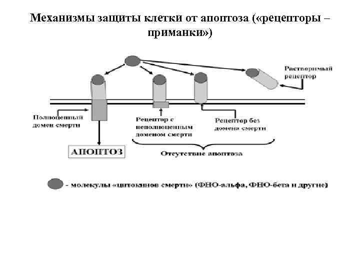 Механизмы защиты клетки от апоптоза ( «рецепторы – приманки» ) 