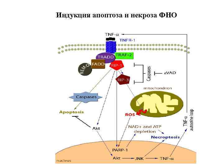 Индукция апоптоза и некроза ФНО 