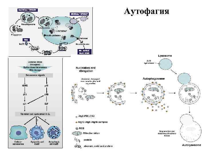 Аутофагия 