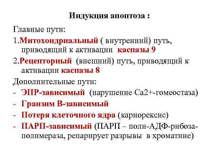 Индукция апоптоза : Главные пути: 1. Митохондриальный ( внутренний) путь, приводящий к активации каспазы