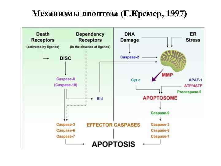 Механизмы апоптоза (Г. Кремер, 1997) 