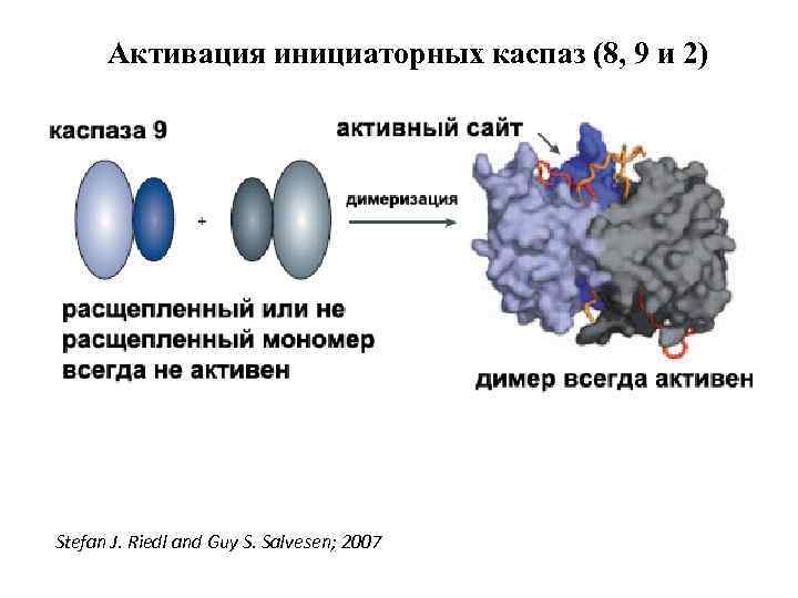 Активация инициаторных каспаз (8, 9 и 2) Stefan J. Riedl and Guy S. Salvesen;