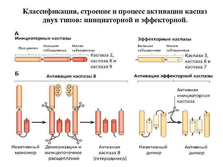 Классификация, строение и процесс активации каспаз двух типов: инициаторной и эффекторной. 