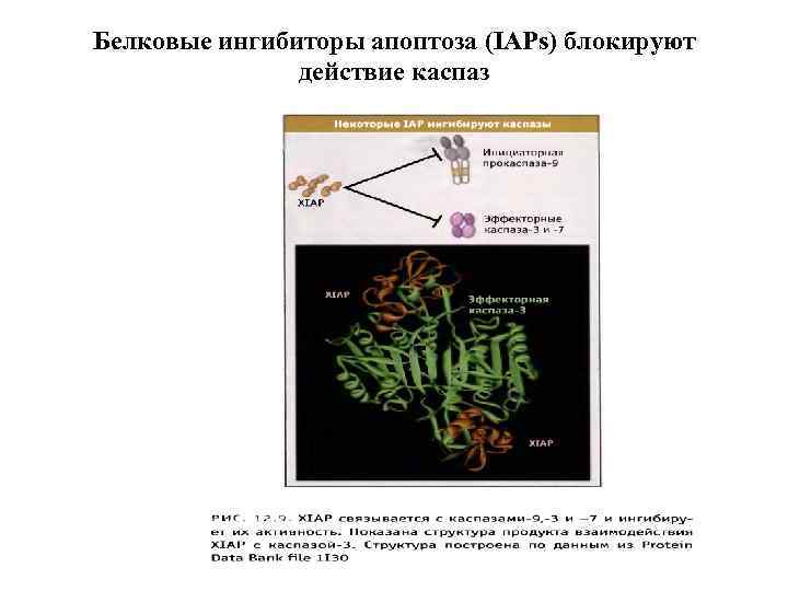 Белковые ингибиторы апоптоза (IAPs) блокируют действие каспаз 