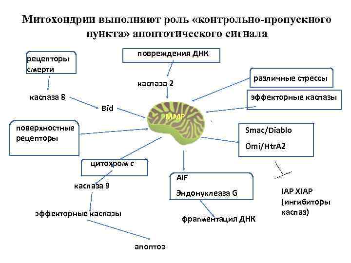 Митохондрии выполняют роль «контрольно-пропускного пункта» апоптотического сигнала повреждения ДНК рецепторы смерти различные стрессы каспаза