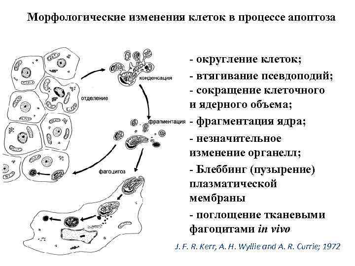 Морфологические изменения клеток в процессе апоптоза - округление клеток; - втягивание псевдоподий; - сокращение