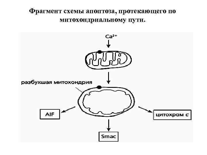 Фрагмент схемы апоптоза, протекающего по митохондриальному пути. 