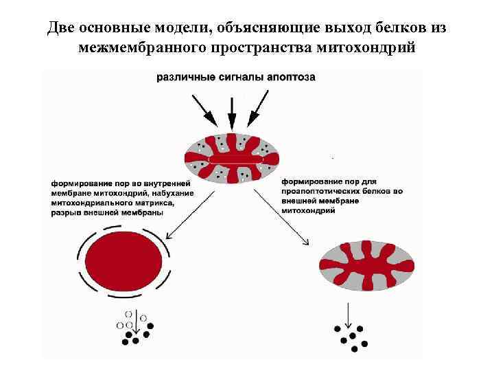 Две основные модели, объясняющие выход белков из межмембранного пространства митохондрий 