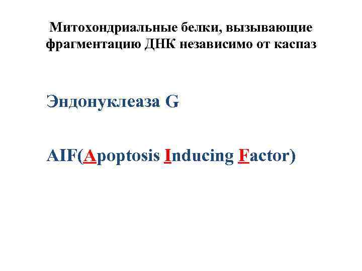 Митохондриальные белки, вызывающие фрагментацию ДНК независимо от каспаз Эндонуклеаза G AIF(Apoptosis Inducing Factor) 