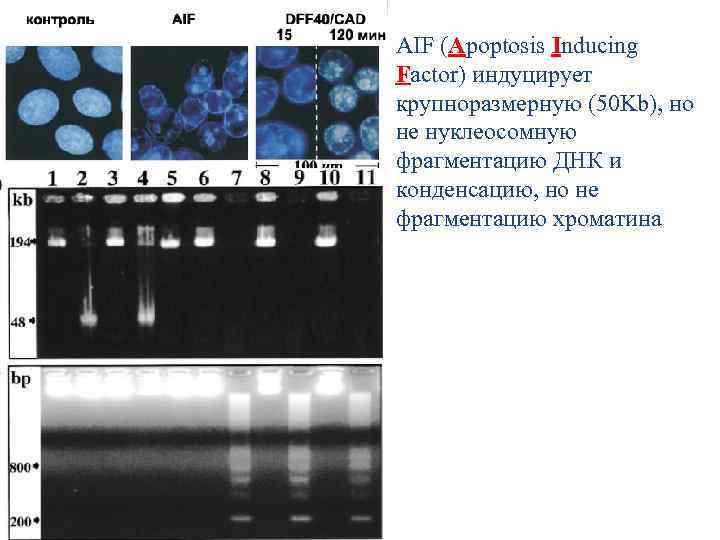 AIF (Apoptosis Inducing Factor) индуцирует крупноразмерную (50 Kb), но не нуклеосомную фрагментацию ДНК и