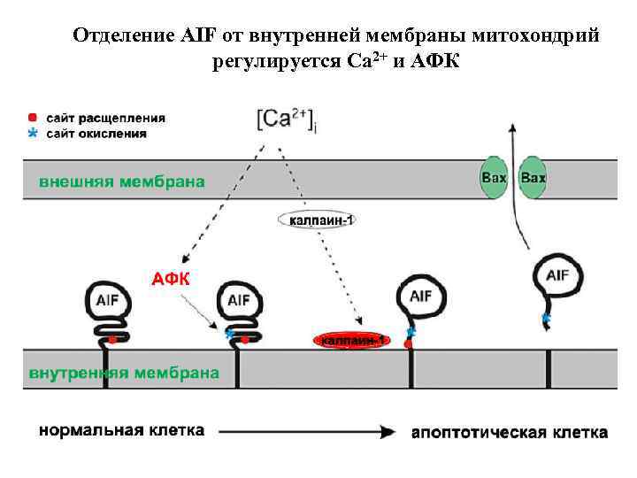 Отделение AIF от внутренней мембраны митохондрий регулируется Ca 2+ и АФК 
