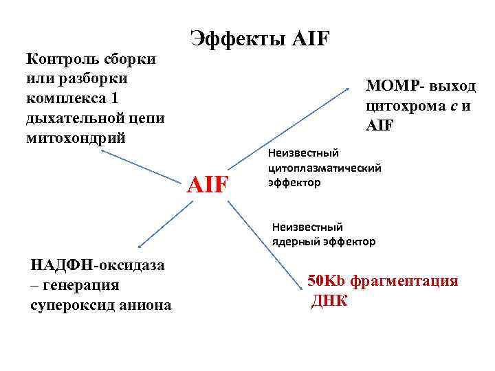 Контроль сборки или разборки комплекса 1 дыхательной цепи митохондрий Эффекты AIF MОMP- выход цитохрома