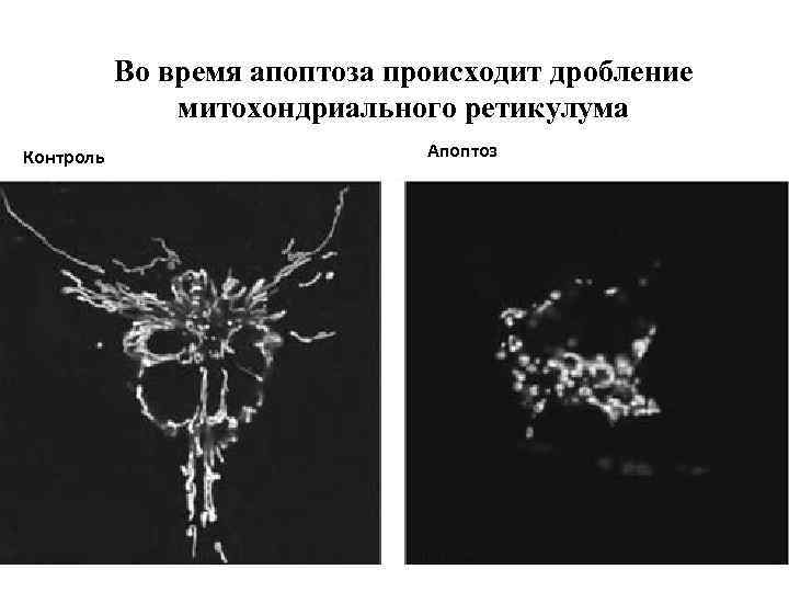 Во время апоптоза происходит дробление митохондриального ретикулума Контроль Апоптоз 