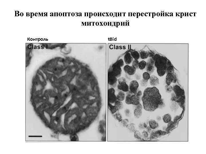 Во время апоптоза происходит перестройка крист митохондрий Контроль t. Bid 