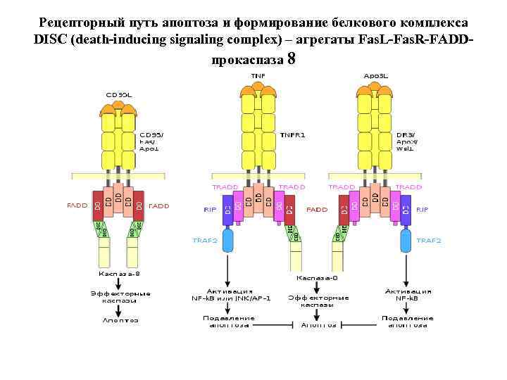 Рецепторный путь апоптоза и формирование белкового комплекса DISC (death-inducing signaling complex) – агрегаты Fas.