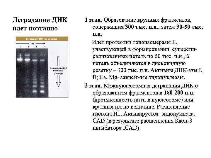 Деградация ДНК идет поэтапно 1 этап. Образование крупных фрагментов, содержащих 300 тыс. п. н.