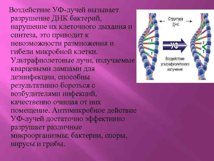  Воздействие УФ-лучей вызывает разрушение ДНК бактерий, нарушение их клеточного дыхания и синтеза, это