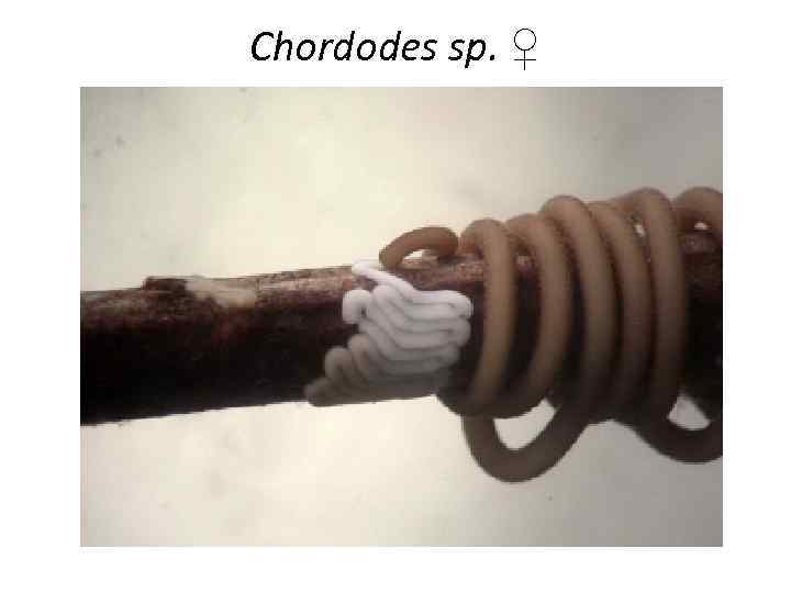 Chordodes sp. ♀ 