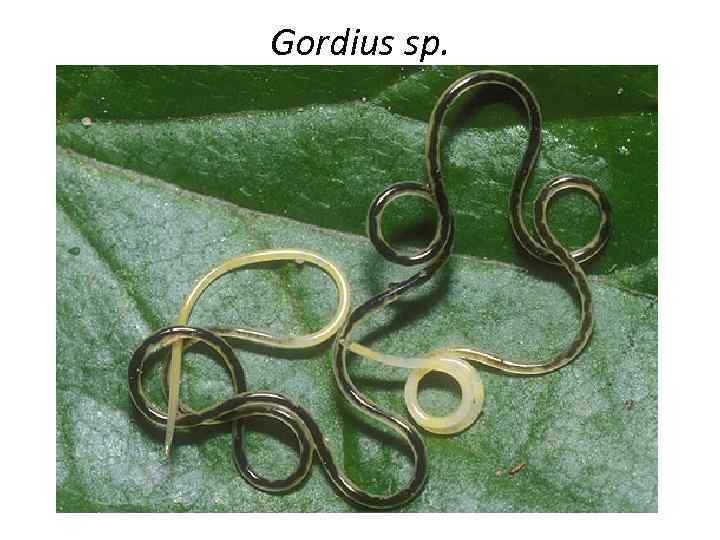 Gordius sp. 