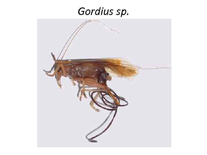 Gordius sp. 