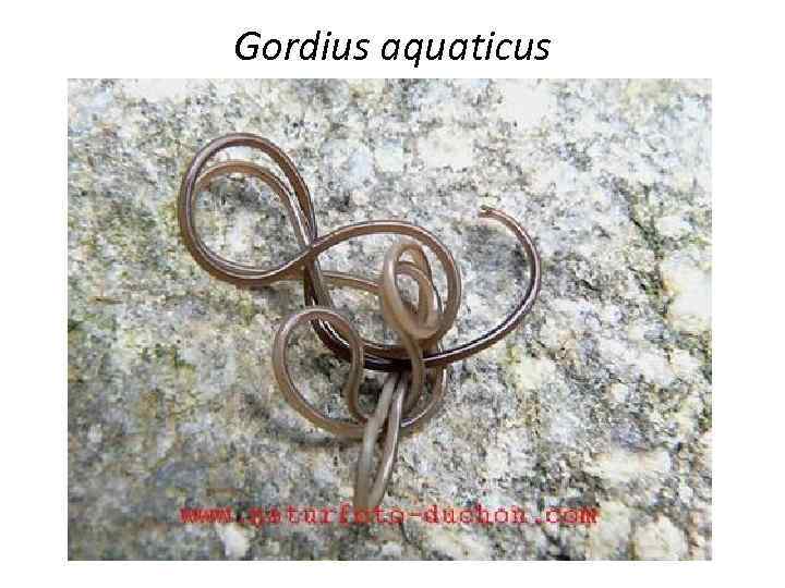 Gordius aquaticus 