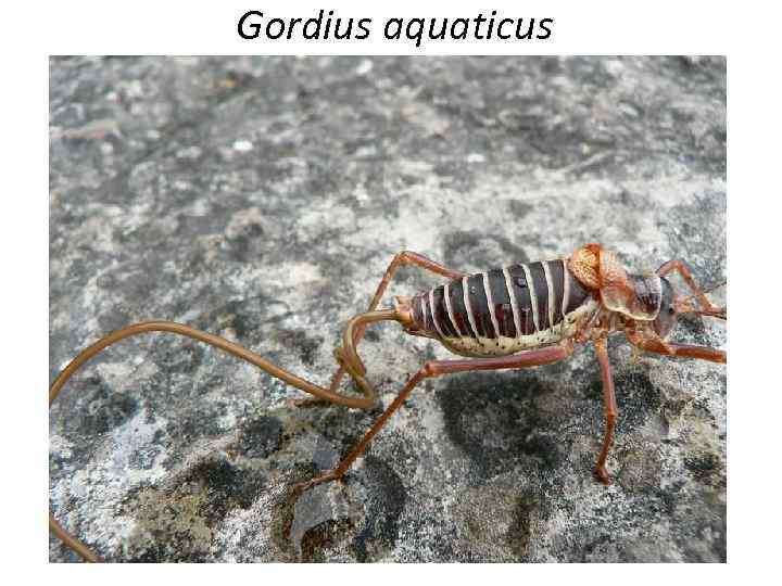 Gordius aquaticus 