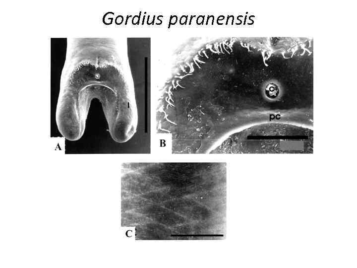 Gordius paranensis 