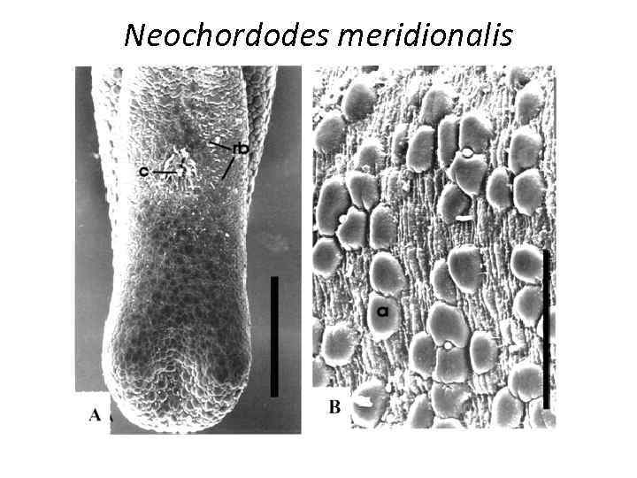 Neochordodes meridionalis 