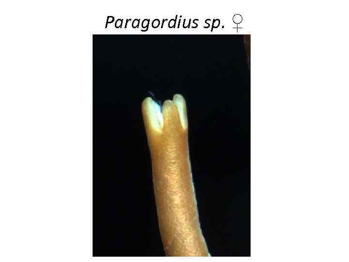 Paragordius sp. ♀ 