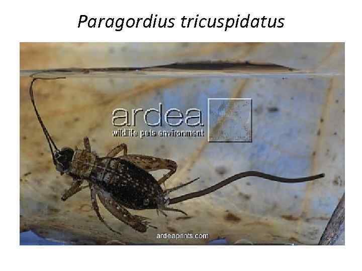 Paragordius tricuspidatus 