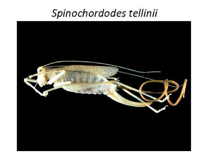 Spinochordodes tellinii 