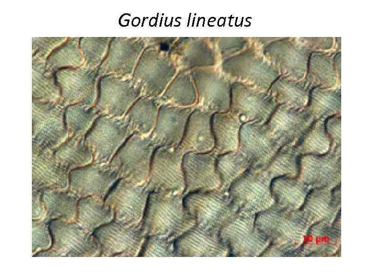 Gordius lineatus 