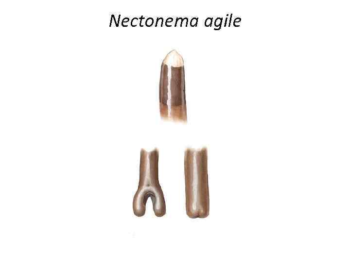 Nectonema agile 