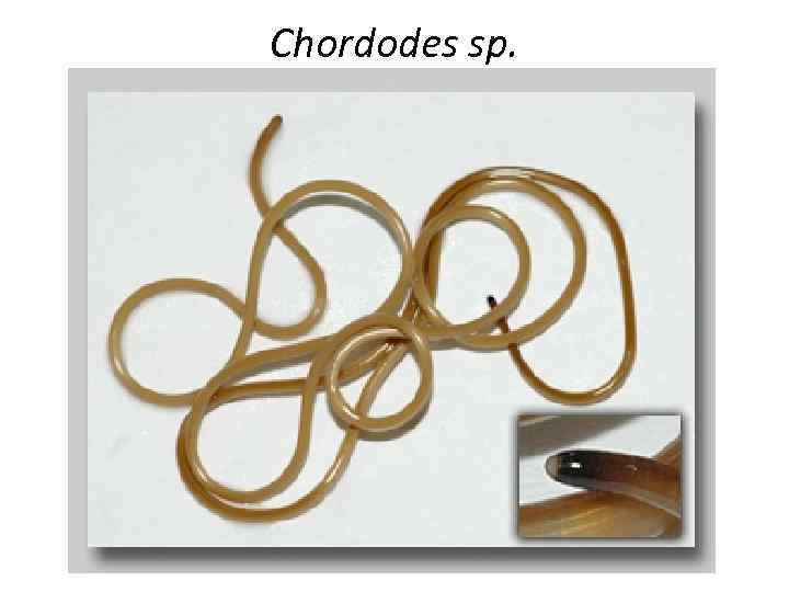 Chordodes sp. 