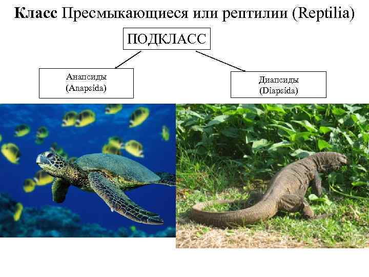 Класс Пресмыкающиеся или рептилии (Reptilia) ПОДКЛАСС Анапсиды (Anapsida) Диапсиды (Diapsida) 