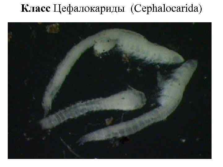 Класс Цефалокариды (Cephalocarida) 