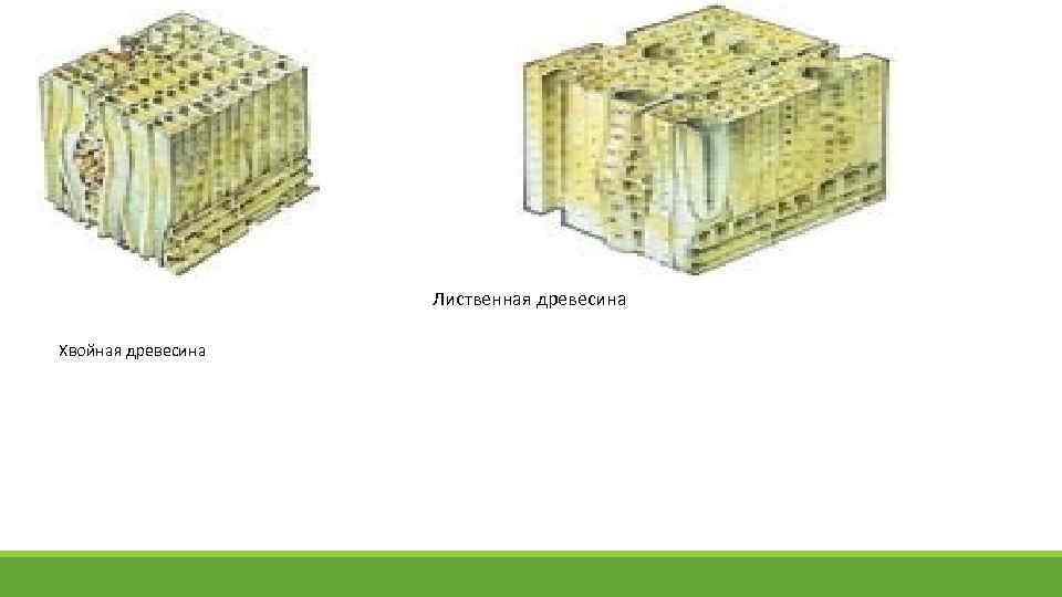 Лиственная древесина Хвойная древесина 