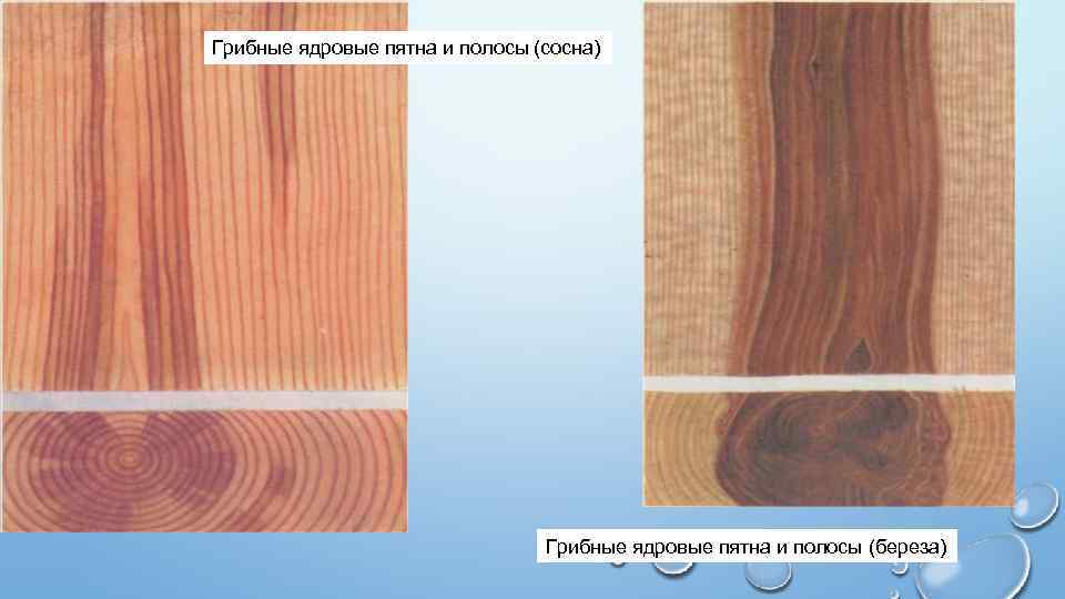 Метиковые трещины древесины фото