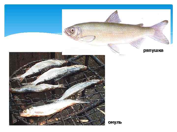 ряпушка омуль 