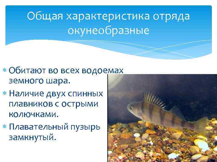 Общая характеристика отряда окунеобразные Обитают во всех водоемах земного шара. Наличие двух спинных плавников