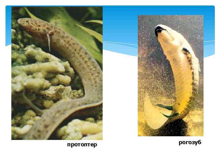 протоптер рогозуб 