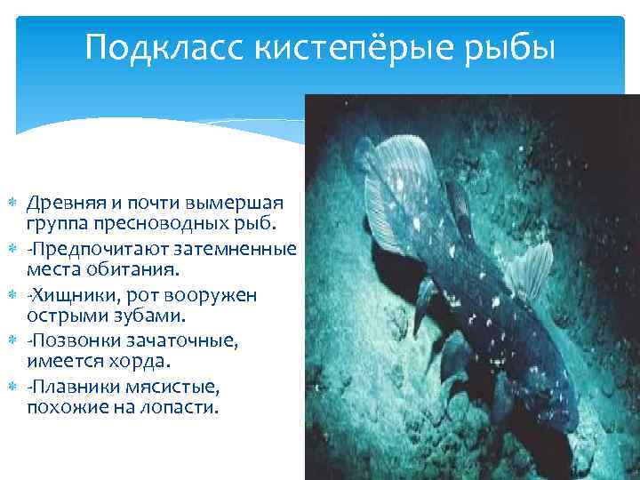 Подкласс кистепёрые рыбы Древняя и почти вымершая группа пресноводных рыб. -Предпочитают затемненные места обитания.